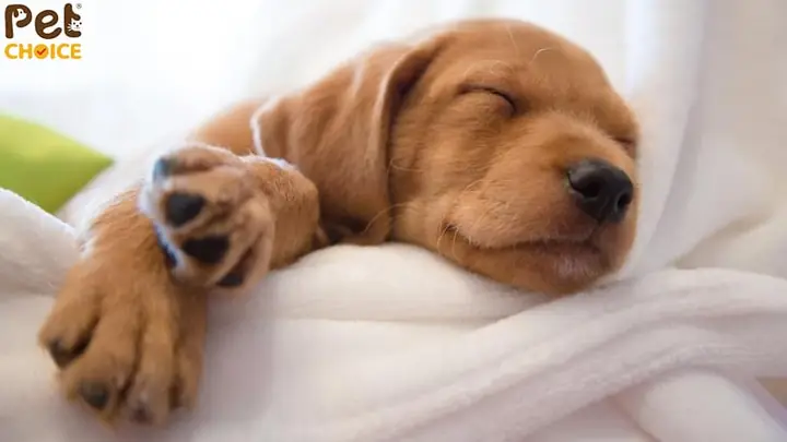 Thời Điểm Chó Con Bắt Đầu Mở Mắt