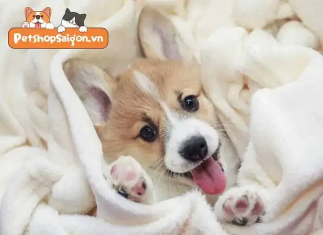 Khi Nào Thì Chó Con Bắt Đầu Cai Sữa?