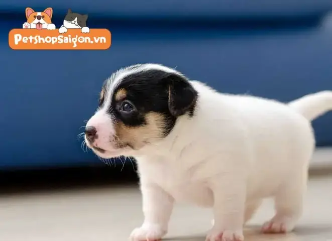 Những Tuần Đầu Tiên Bên Cạnh Chó Mẹ