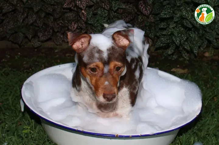 Một Số Lưu Ý Khi Tắm Cho Chó Con