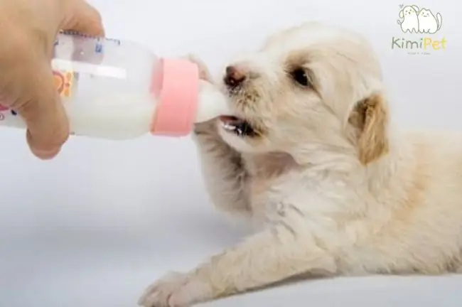 Nên Cho Chó Con Mới Sinh Uống Bao Nhiêu Sữa? Nên Cho Chó Con Mới Sinh Uống Bao Nhiêu Sữa?