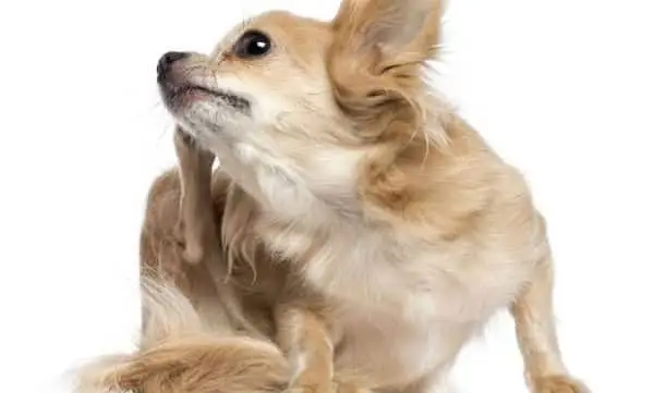 Chó Bị Ngứa Dữ Dội