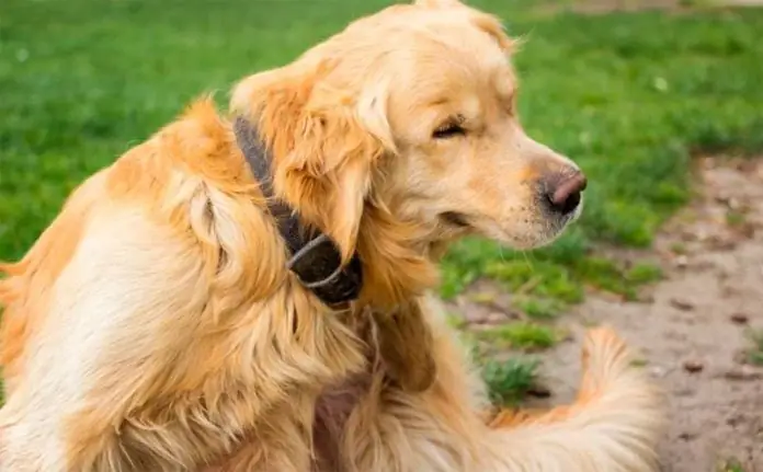 Điều Trị Bệnh Ghẻ Ở Chó