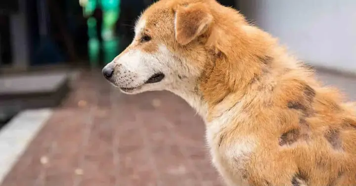 Chó Bị Ghẻ Rụng Lông Từng Mảng