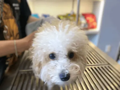 Dấu Hiệu Nhận Biết Chó Bị Thoát Vị Rốn