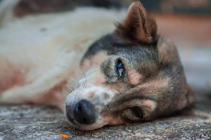 Tìm Hiểu Về Tình Trạng Chó Bị Nôn Bỏ Ăn Mệt Mỏi