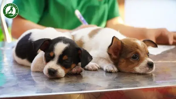 Đưa Chó Đi Khám Thú Y