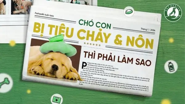 Chó Con Bị Tiêu Chảy Và Nôn Thì Phải Làm Sao?