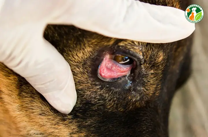 Khi Nào Cần Đưa Chó Bị Sưng Mắt Đến Thú Y?