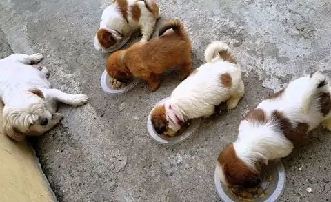 Cai Sữa Và Ăn Dặm Cho Chó Con Cai Sữa Và Ăn Dặm Cho Chó Con