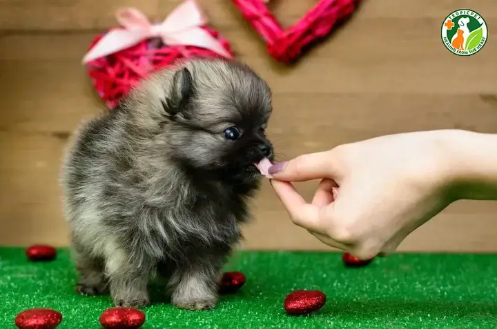 Chuẩn Bị Giai Đoạn Cai Sữa Cho Chó Con Chuẩn Bị Giai Đoạn Cai Sữa Cho Chó Con