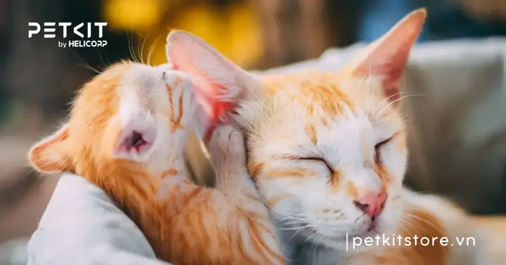 Lý Do Gì Mèo Con Không Mở Được Mắt?