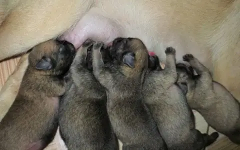 Cai Sữa Và Ăn Dặm Cho Chó Con