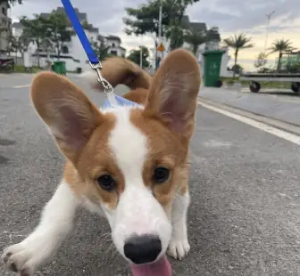 Bệnh Cầu Trùng Coccidia