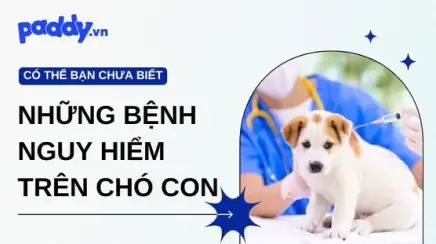 Cần Làm Gì Để Bảo Vệ Thú Cưng Khỏi Nạn Trộm Chó Mèo