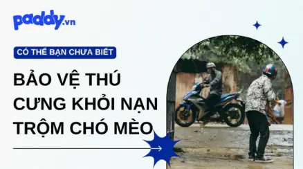 Xu Hướng Phụ Kiện Thú Cưng An Toàn 2025