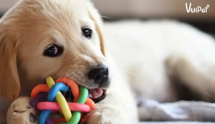 Chó Con Hay Cắn Chủ