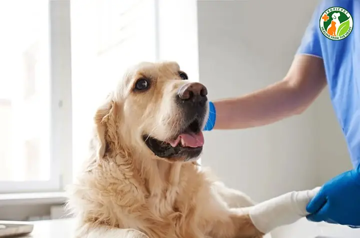Đưa Chó Đến Bác Sĩ Thú Y Nếu Cần
