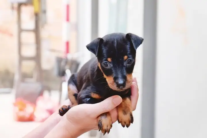 Cách Để Cún Con Không Kêu La Vào Ban Đêm