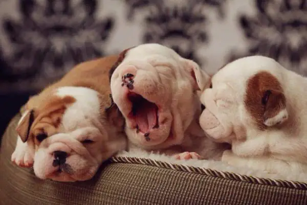 Chuẩn Bị Thuốc Về Đường Ruột