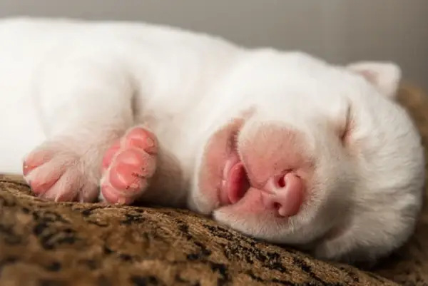 Tại Sao Chó Con Hay Kêu Vào Ban Đêm