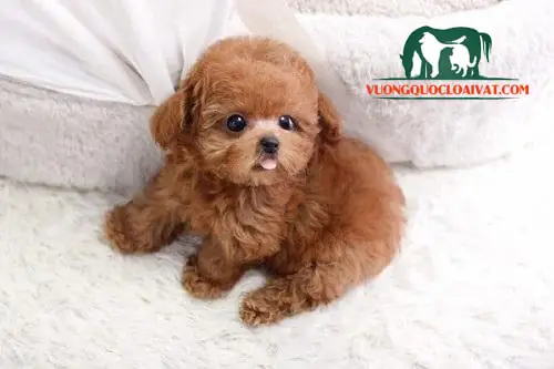 Chó Lông Xù Poodle