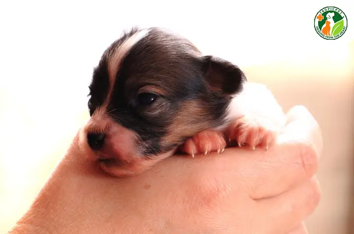 Thiếu Dinh Dưỡng