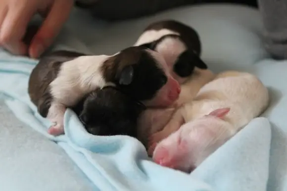 Nguyên Nhân Khiến Chó Con Mới Đẻ Kêu Nhiều