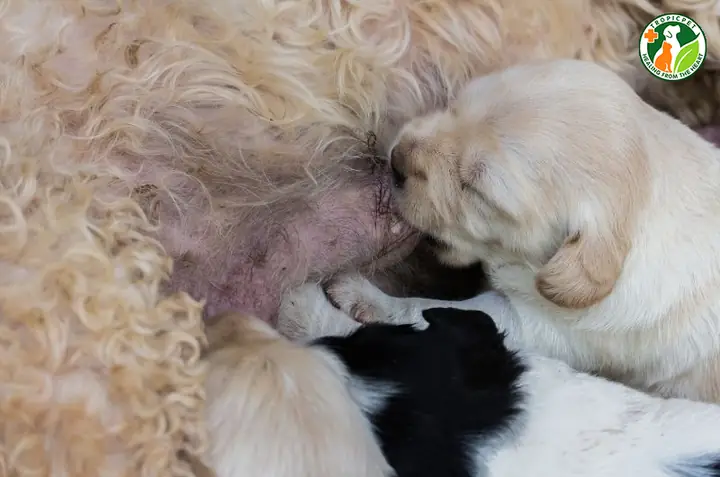 Do Chó Con Có Sức Khoẻ Yếu