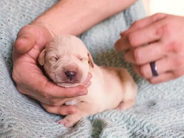 Chuẩn Bị Cho Sự Chào Đời Của Chó Con