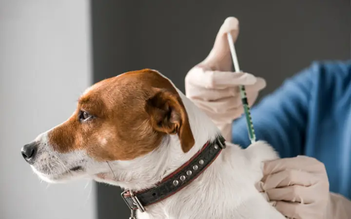 4các Phương Pháp Phòng Tránh Giúp Chó Không Bị Nôn