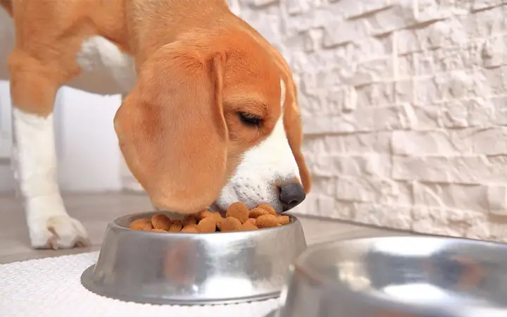 Trường Hợp Khác Khiến Chó Bị Nôn Ra Bọt Vàng, Bọt Trắng