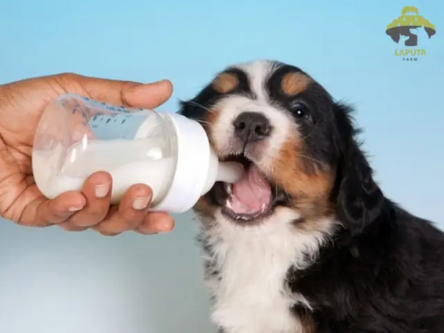 Sữa Chua Không Đường Sữa Chua Không Đường