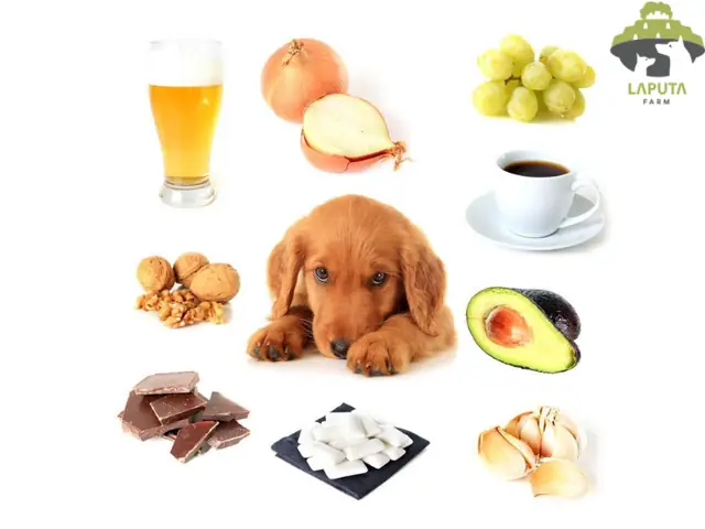 Chó Con 8 – 16 Tuần Tuổi Chó Con 8 – 16 Tuần Tuổi