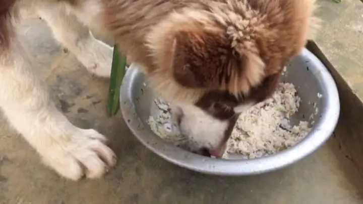 Khẩu Phần Ăn Hàng Ngày Của Chó Mẹ Nuôi Con Khẩu Phần Ăn Hàng Ngày Của Chó Mẹ Nuôi Con