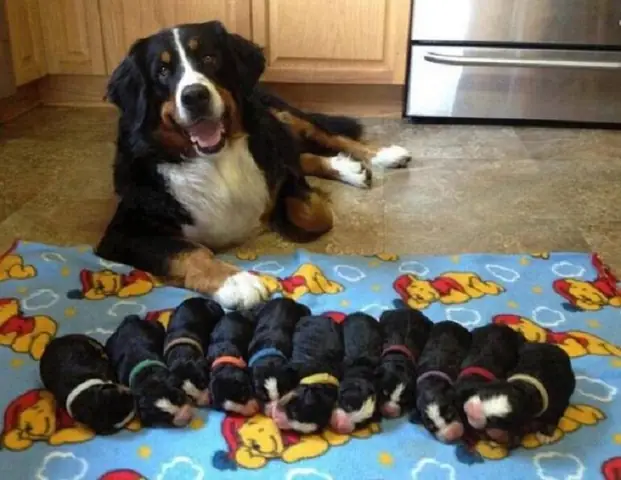 Nhóm Thức Ăn Cho Chó Mẹ Nuôi Con Không Lo Thiếu Sữa Nhóm Thức Ăn Cho Chó Mẹ Nuôi Con Không Lo Thiếu Sữa