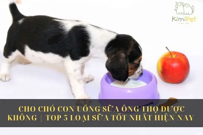 Cho Chó Con Uống Sữa Ông Thọ Được Không | Top 5 Loại Sữa Tốt Nhất Hiện Nay