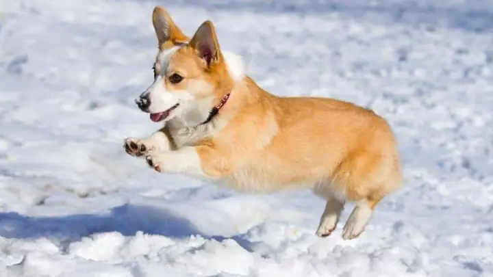 Phân Loại Chó Corgi