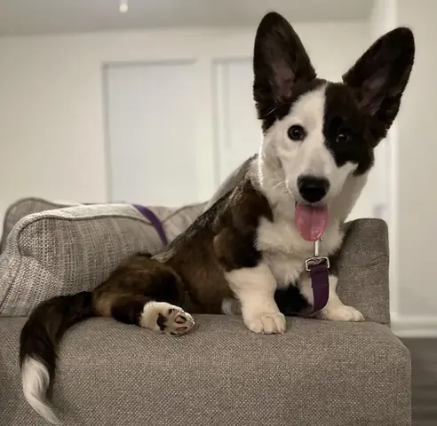 Chó Corgi Đẻ Bao Nhiêu Con? Tất Tần Tật Về Sinh Sản Và Chăm Sóc Mẹ Bé