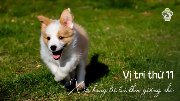 Thông Minh Dễ Bảo