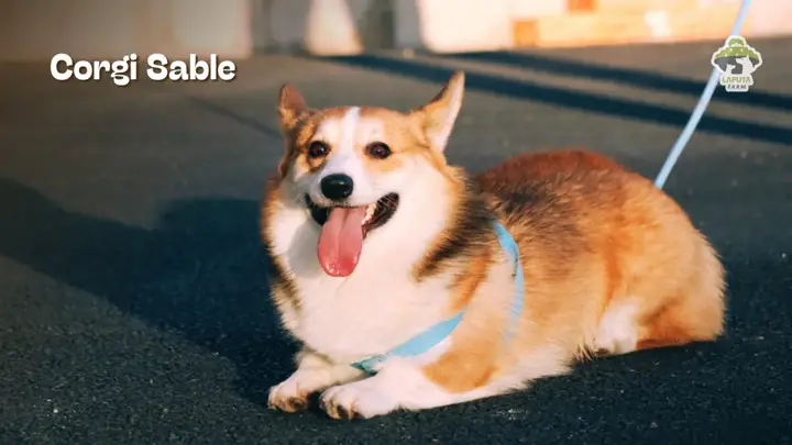 Màu Lông Phổ Biến Thứ Ba Của Corgi: Sable