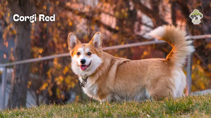 Màu Lông Phổ Biến Nhất Của Corgi: Red