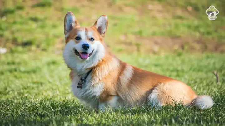 Chó Corgi Có Nguồn Gốc Từ Đâu?