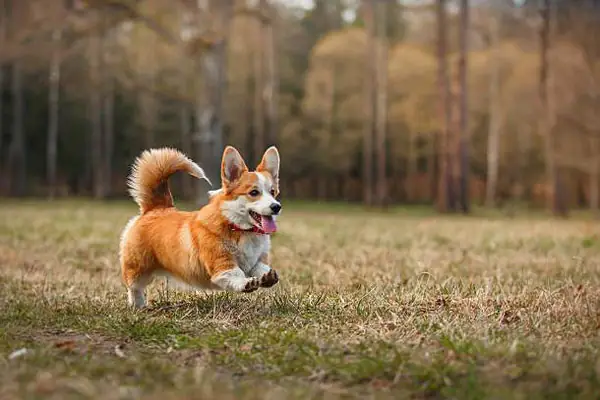 Chó Corgi Lai Chó Nhật Có Tốt Không? Đặc Điểm Và Những Điều Cần Biết