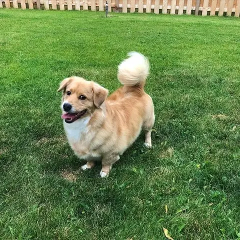 Chó Corgi Lai Chó Nhật Có Tốt Không? Đặc Điểm Và Những Điều Cần Biết