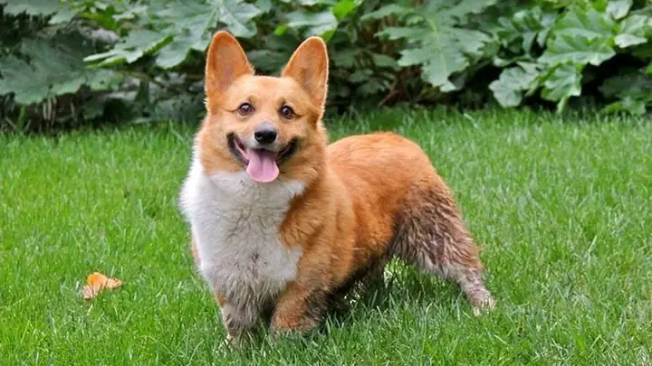 Nguồn Gốc Chó Corgi