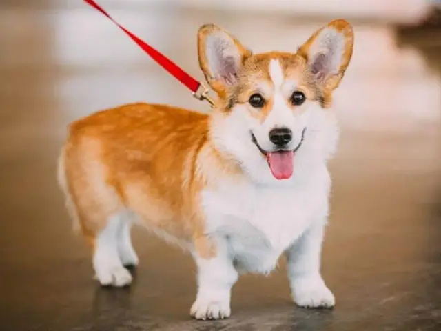 Chó Corgi Lai Chó Corgi Lai
