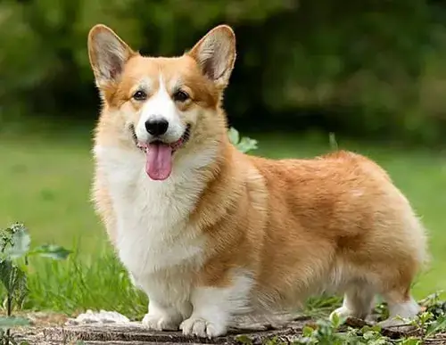 Nguồn Gốc Của Chó Corgi Mông Trái Tim