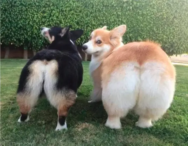 Phối Giống Trong Nước