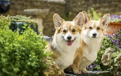 Tính Cách Chó Corgi Mông Trái Tim